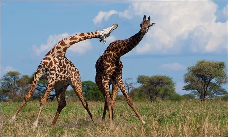 Hươu cao cổ ác chiến với đồng loại.