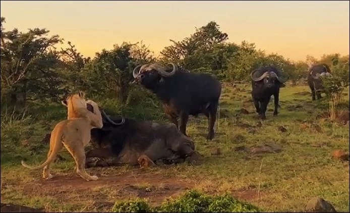 Trâu rừng tấn công sư tử để giải cứu đồng loại.