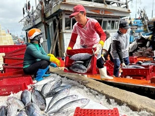 Hải sản 'tắc' đường sang Mỹ vì quy định mới