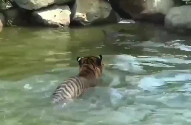 Ảnh cắt từ clip.