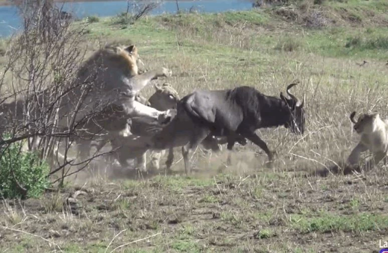 Ảnh cắt từ clip.