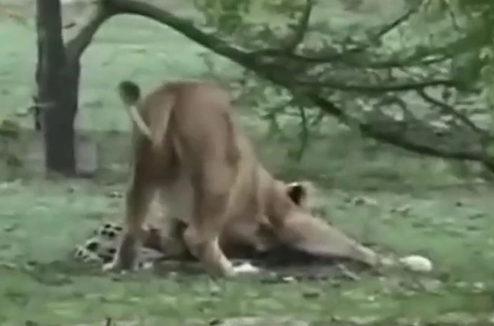 Ảnh cắt từ clip.