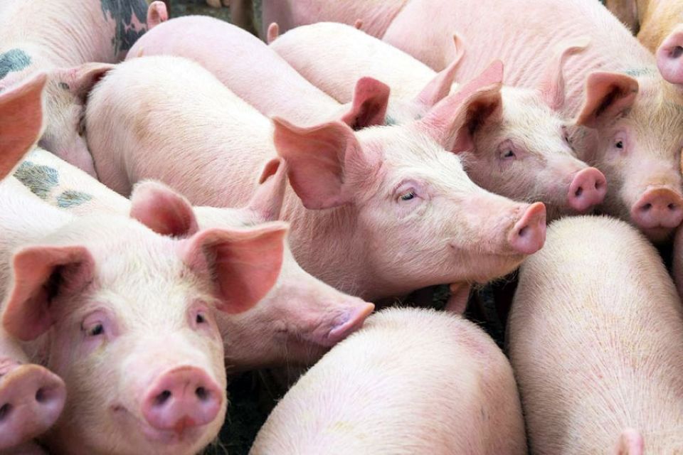 Giá heo hơi ngày 27/1/2026: Nhiều tỉnh miền Bắc chạm mốc 80.000 đồng/kg