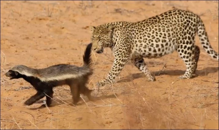 Báo hoa mai truy sát lửng mật.