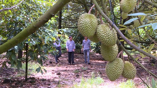 Đồng Nai: Sầu riêng khẳng định vị thế cây trồng chủ lực