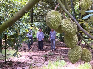 Đồng Nai: Sầu riêng khẳng định vị thế cây trồng chủ lực