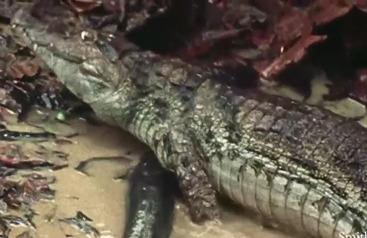 Chọn nhầm 'bữa trưa', cá sấu Caiman suýt mất mạng