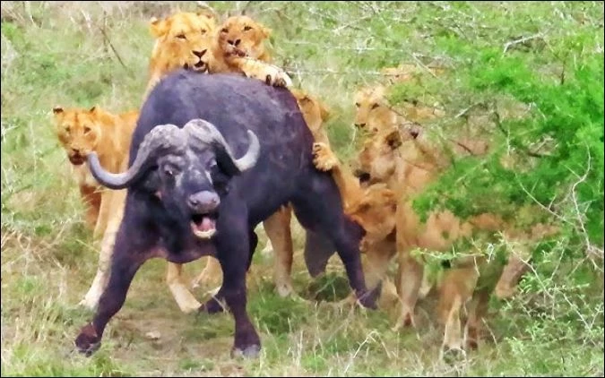 Bầy sư tử tấn công trâu rừng.