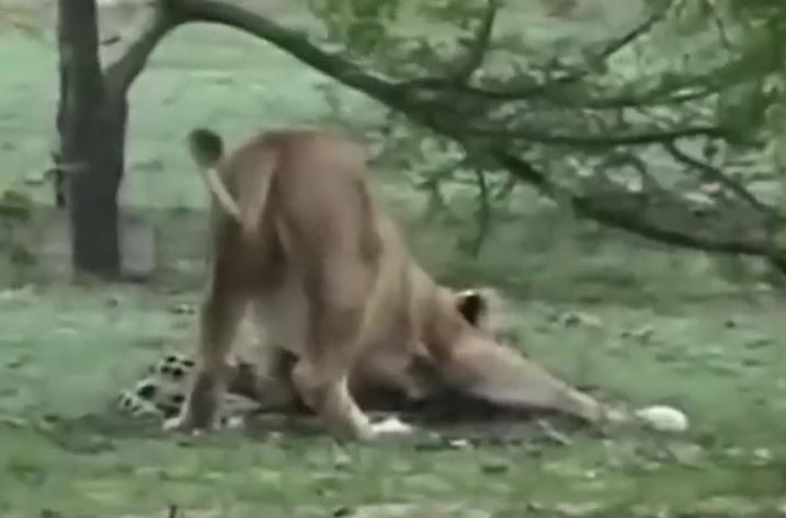 Xâm nhập lãnh địa, báo săn trả giá đắt trước sư tử