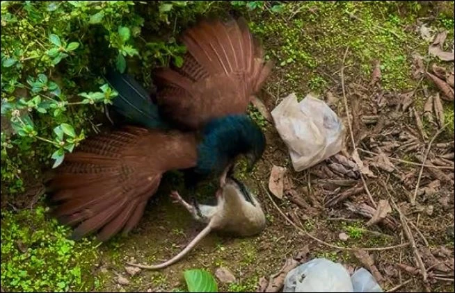 Chim bìm bịp săn chuột.