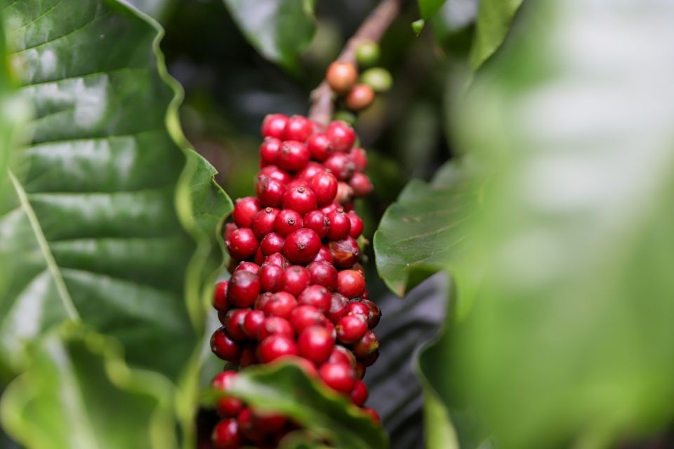 Giá nông sản ngày 28/1/2026: Cà phê và hồ tiêu đồng loạt tăng giá