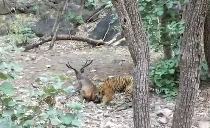 Hổ săn hươu sambar.