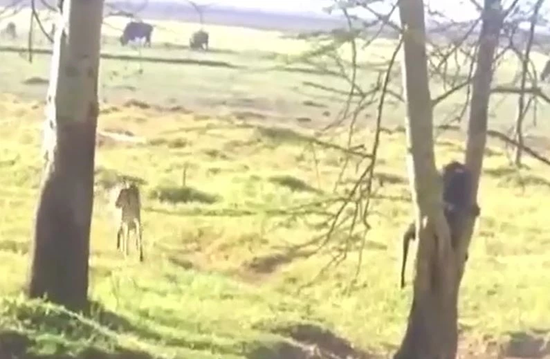 Ảnh cắt từ clip.