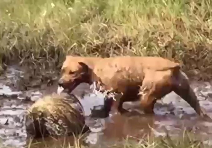 Ảnh cắt từ clip.