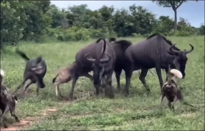 Bầy chó hoang tấn công linh dương đầu bò.