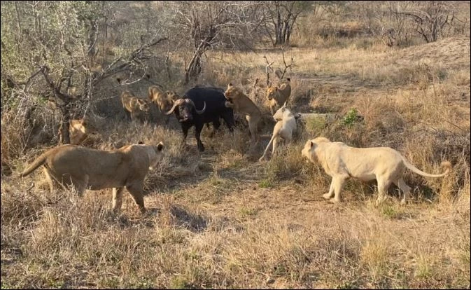 Sư tử bao vây trâu rừng.