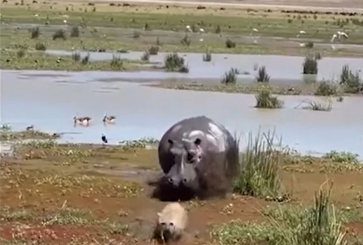 Ảnh cắt từ clip.