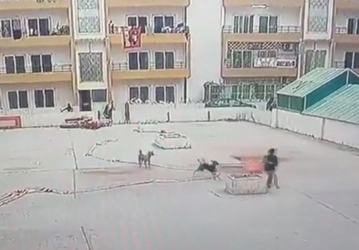 Người phụ nữ tháo chạy khi bị 3 chó hoang truy đuổi