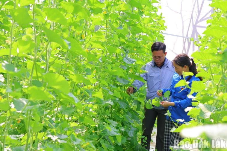 Vườn dưa lưới trồng nhà màng của chị Hoàng Thị Ánh Nhi. Ảnh: Báo Đắk Lắk