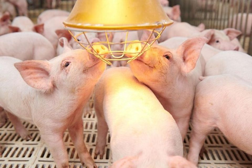 Giá heo hơi ngày 30/1/2026: Miền Bắc tiếp tục xu hướng giảm nhé