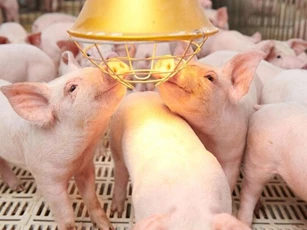 Giá heo hơi ngày 30/1/2026: Miền Bắc tiếp tục xu hướng giảm nhé