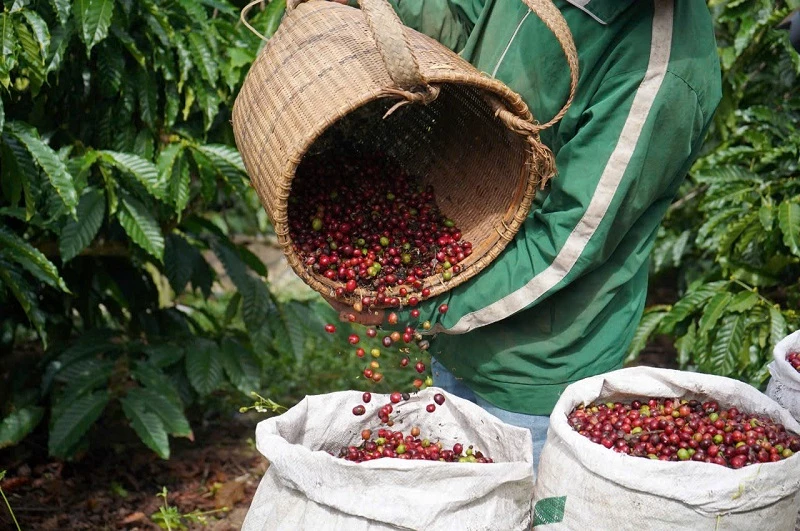 “Vàng nâu” từ đất mẹ Laba.