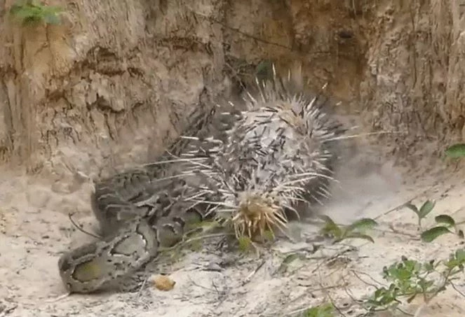 Ảnh cắt từ clip.