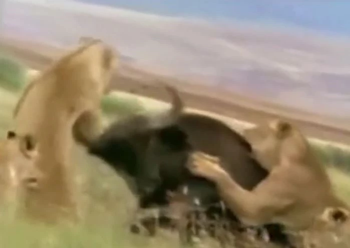 Ảnh cắt từ clip.