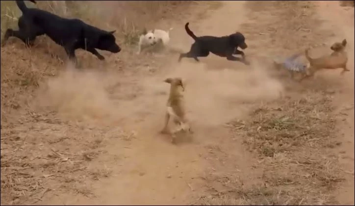 Chó nhà tấn công thằn lằn.