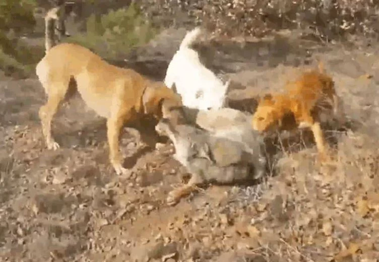 Ảnh cắt từ clip.