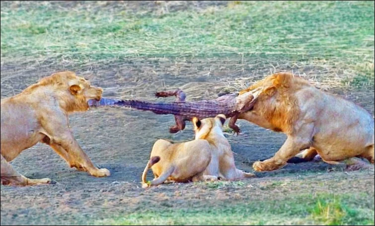 Sư tử x&eacute; xác cá sấu nhỏ.