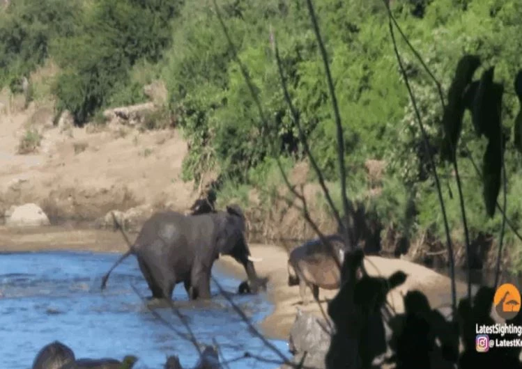 Ảnh cắt từ clip.