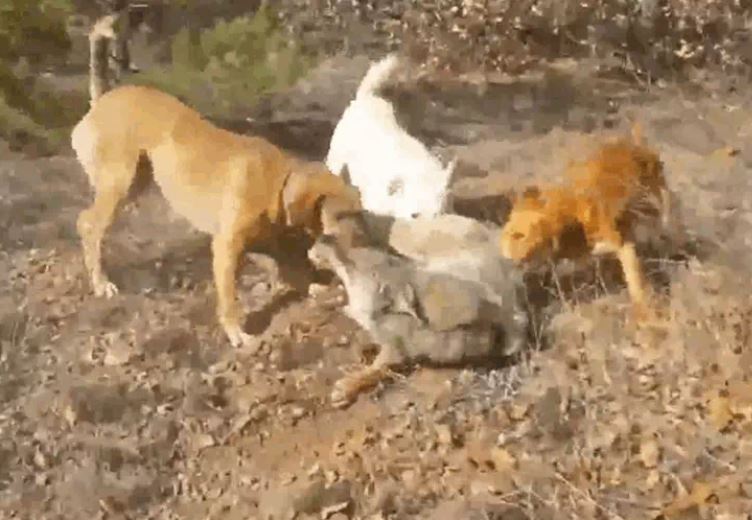 3 chó săn hợp lực tấn công, chó sói nhận kết cục bi thảm