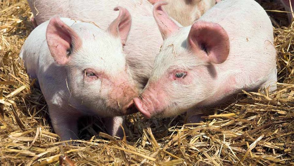 Giá heo hơi 3/2/2026 - Miền Bắc hạ nhiệt, miền Nam duy trì đà tăng nhẹ