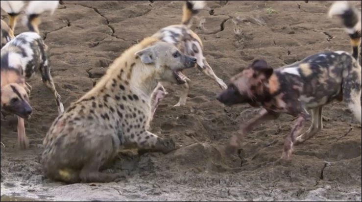 Bầy chó hoang tấn công linh cẩu.