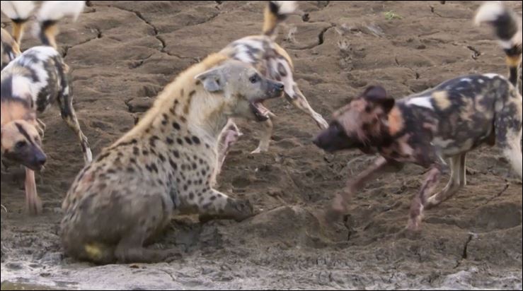 Sư tử cướp mồi, vô tình giải cứu linh cẩu đang bị chó hoang ‘đánh hội đồng’