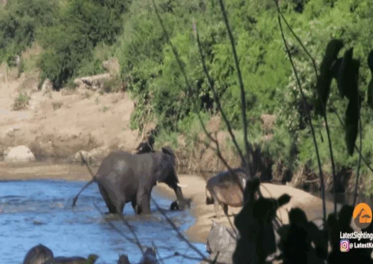 Voi nổi giận náo loạn hồ nước, đàn hà mã sợ hãi tháo chạy