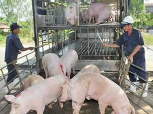 Giá heo hơi ngày 4/2/2026: Miền Bắc và Trung đồng loạt giảm giá