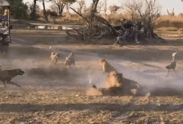 Ảnh cắt từ clip.