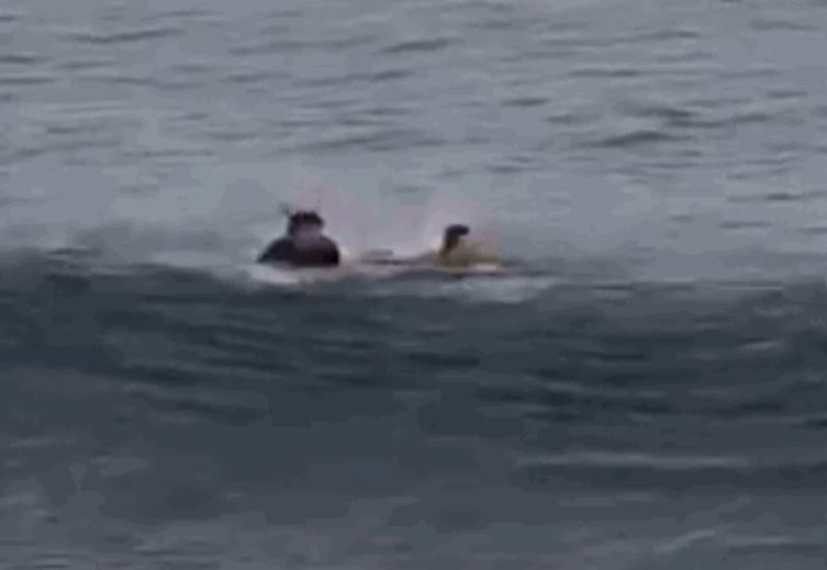 Đấm thẳng vào mặt cá mập khi bị cắn chân, nam du khách thoát chết trong gang tấc