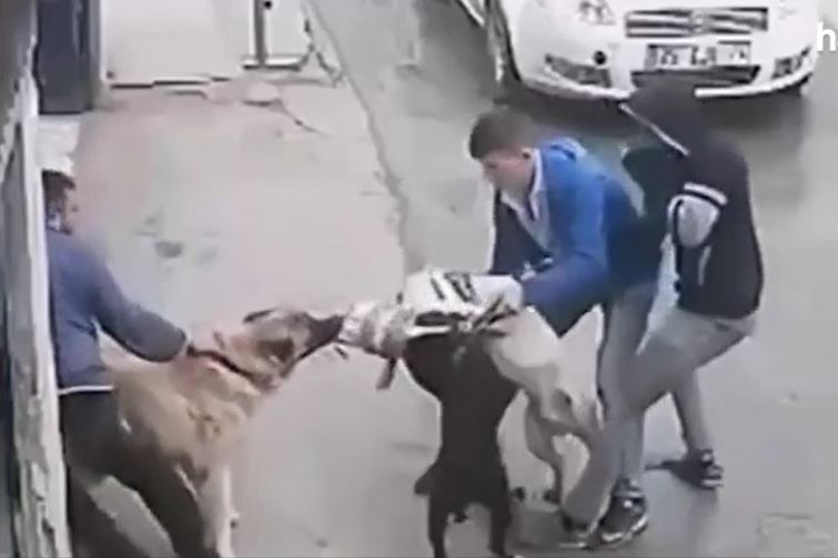 Khoảnh khắc chó Kangal áp đảo, cắn xé Pitbull dữ dội tại Thổ Nhĩ Kỳ