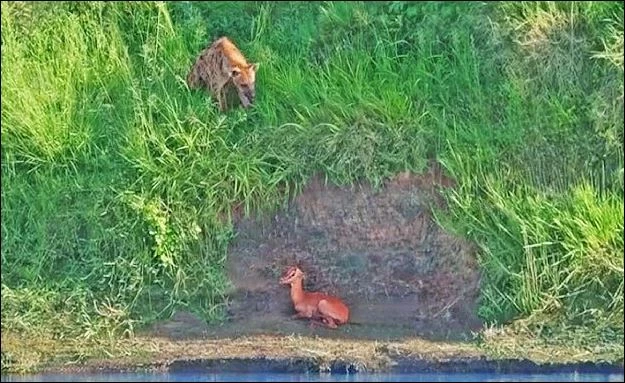 Linh cẩu phát hiện linh dương.