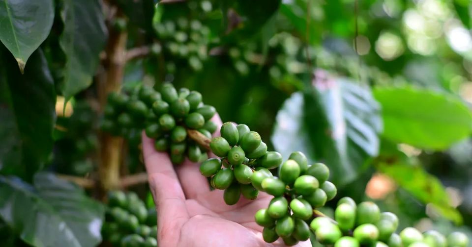 Giá nông sản ngày 5/2/2026: Cà phê giảm sâu, hồ tiêu giữ giá ổn định