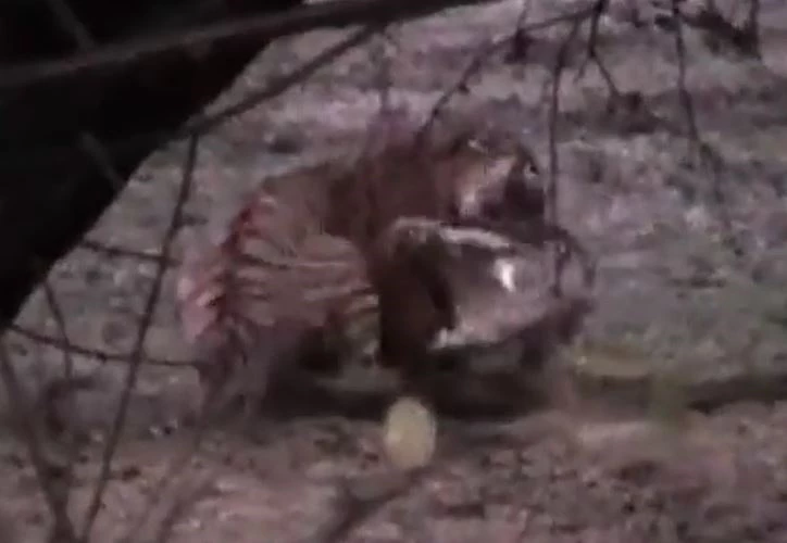 Ảnh cắt từ clip.