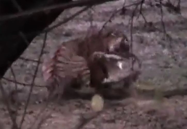 Hổ cái leo lên lưng, hạ gục cá sấu dài hơn 4 mét 