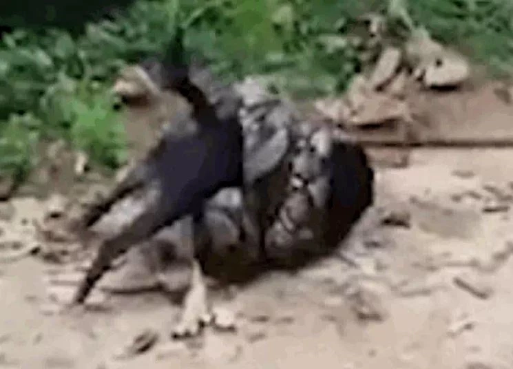 Ảnh cắt từ clip.