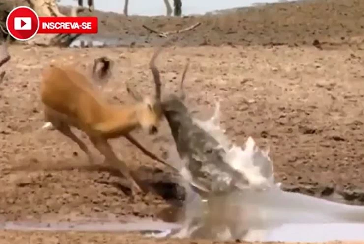 Ảnh cắt từ clip.