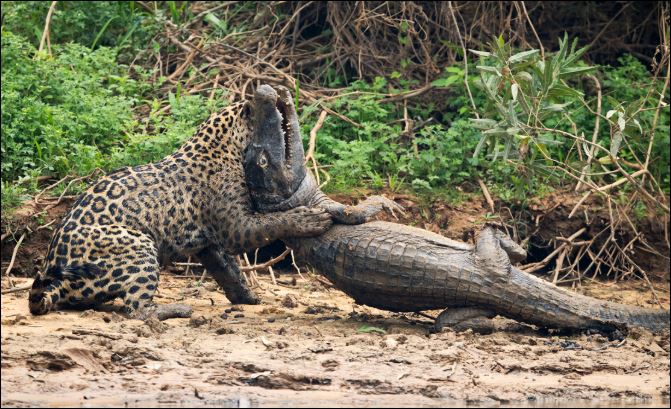 Báo đốm Nam Mỹ ‘thủy chiến’, hạ sát cá sấu ‘khủng’ ngay dưới sông