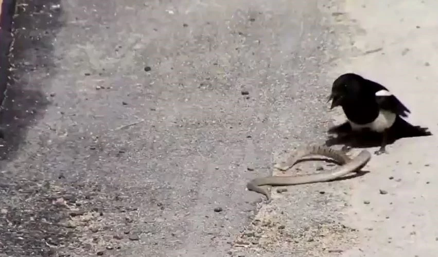 Ảnh cắt từ clip.