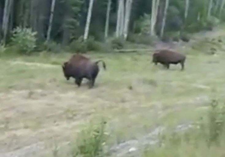 Lao vào bò rừng bison nặng 1,6 tấn, chó Pitbull nhận ngay bài học nhớ đời